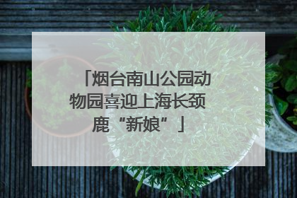 烟台南山公园动物园喜迎上海长颈鹿“新娘”