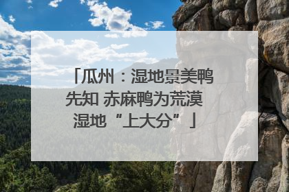 瓜州：湿地景美鸭先知 赤麻鸭为荒漠湿地“上大分”