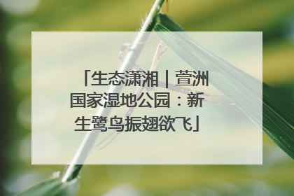 生态潇湘｜萱洲国家湿地公园：新生鹭鸟振翅欲飞