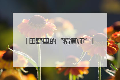 田野里的“精算师”