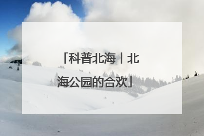 科普北海丨北海公园的合欢