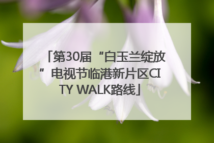 第30届“白玉兰绽放”电视节临港新片区CITY WALK路线