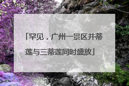罕见，广州一景区并蒂莲与三蒂莲同时盛放
