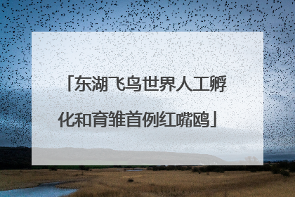 东湖飞鸟世界人工孵化和育雏首例红嘴鸥