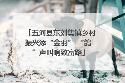 五河县东刘集镇乡村振兴添“金羽” “鸽”声叫响致富路