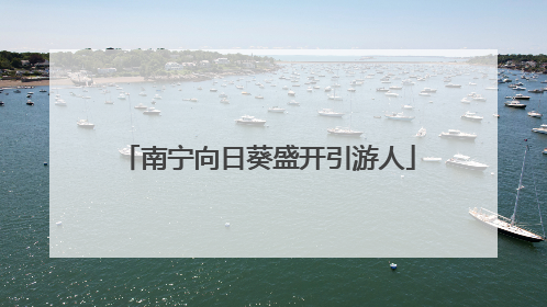 南宁向日葵盛开引游人