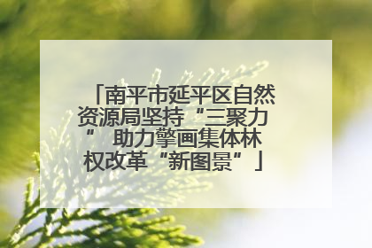 南平市延平区自然资源局坚持“三聚力” 助力擎画集体林权改革“新图景”