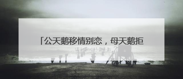 公天鹅移情别恋，母天鹅拒绝相亲，饲养员将“新欢”送走，时隔10天原配重逢