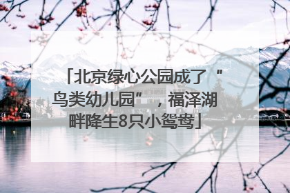 北京绿心公园成了“鸟类幼儿园”，福泽湖畔降生8只小鸳鸯