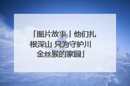 图片故事丨他们扎根深山 只为守护川金丝猴的家园