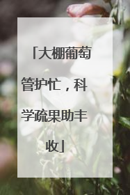 大棚葡萄管护忙，科学疏果助丰收
