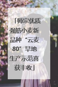 师宗优质强筋小麦新品种“云麦80”旱地生产示范喜获丰收
