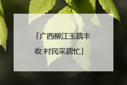 广西柳江玉藕丰收 村民采藕忙