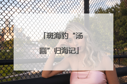 斑海豹“汤圆”归海记