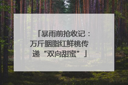 暴雨前抢收记：万斤胭脂红鲜桃传递“双向甜蜜”