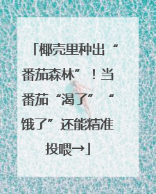 椰壳里种出“番茄森林”！当番茄“渴了”“饿了”还能精准投喂→