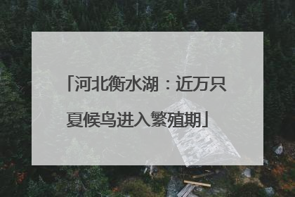 河北衡水湖：近万只夏候鸟进入繁殖期