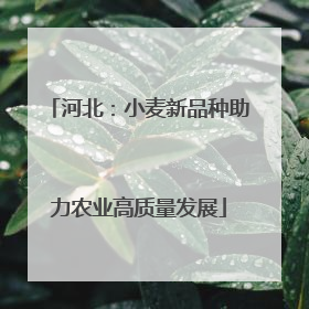 河北：小麦新品种助力农业高质量发展