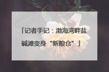 记者手记：渤海湾畔盐碱滩变身“新粮仓”