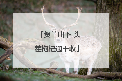 贺兰山下 头茬枸杞迎丰收