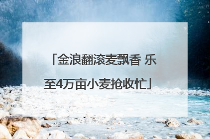 金浪翻滚麦飘香 乐至4万亩小麦抢收忙