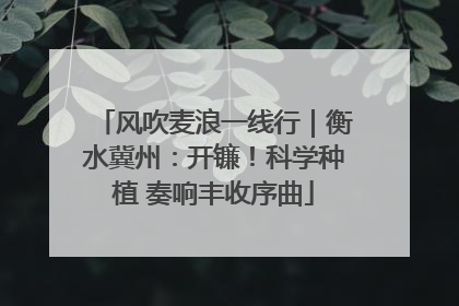 风吹麦浪一线行｜衡水冀州：开镰！科学种植 奏响丰收序曲