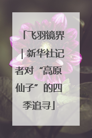 飞羽镜界｜新华社记者对“高原仙子”的四季追寻