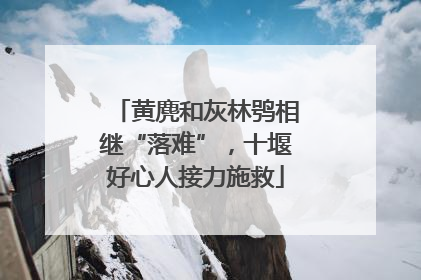 黄麂和灰林鸮相继“落难”，十堰好心人接力施救