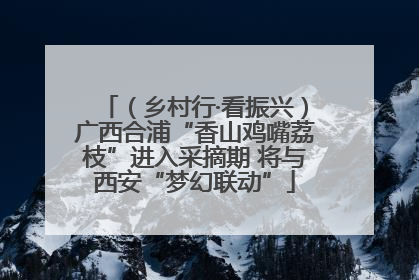 （乡村行·看振兴）广西合浦“香山鸡嘴荔枝”进入采摘期 将与西安“梦幻联动”