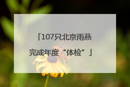 107只北京雨燕完成年度“体检”